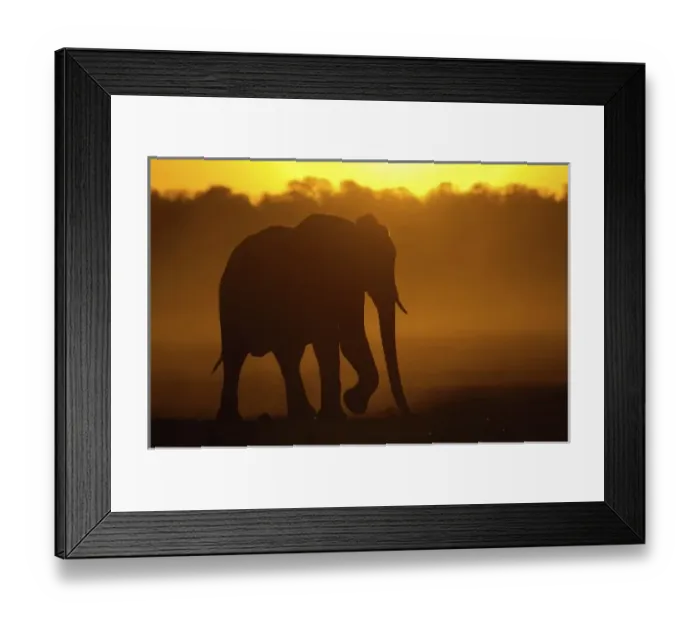 Framed Print : African elephant (Loxodonta africana) at sunset. Males are usually solitary or sometimes Framed Print : African elephant (Loxodonta africana) at sunset. Males are usually solitary or sometimes