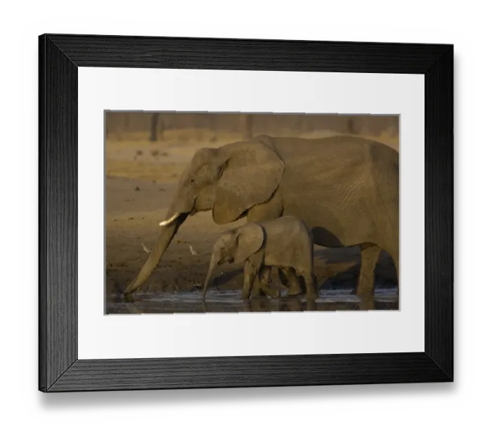 Framed Print : African elephants (Loxodonta africana) mother and young. Makalolo Plains, Hwange National Park Framed Print : African elephants (Loxodonta africana) mother and young. Makalolo Plains, Hwange National Park