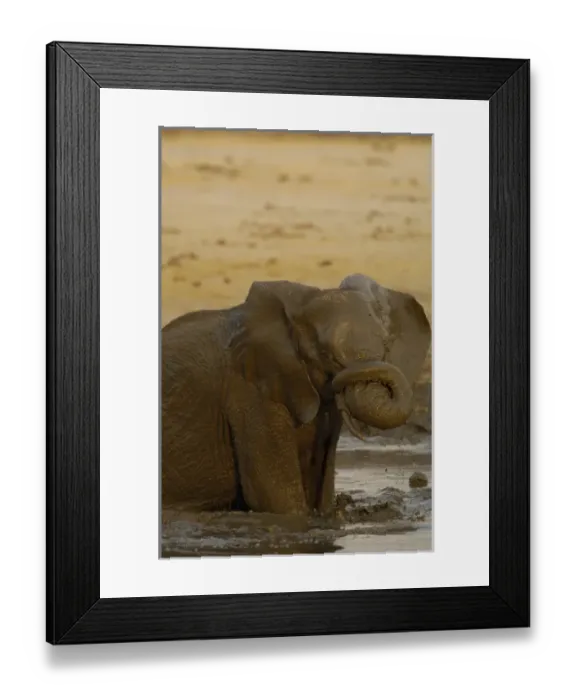 Framed Print : African elephant (Loxodonta africana) enjoying the water. Makalolo Plains, Hwange National Park Framed Print : African elephant (Loxodonta africana) enjoying the water. Makalolo Plains, Hwange National Park