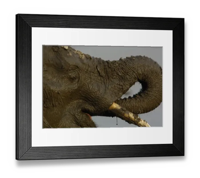Framed Print : African elephant (Loxodonta africana) at a waterhole drinking after having a mud bath Framed Print : African elephant (Loxodonta africana) at a waterhole drinking after having a mud bath