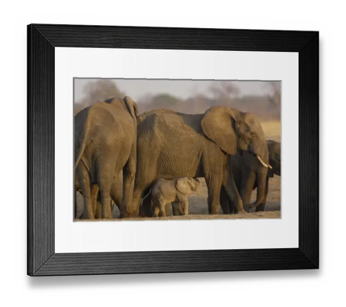 Framed Print : Elephant herd (Loxodonta africana) These large herds are made up of a matriach