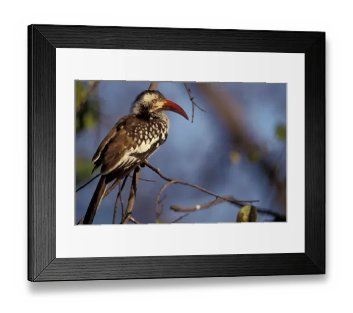 Framed Print : Zimbabwe, Hwange National Park. Red-billed hornbill Framed Print : Zimbabwe, Hwange National Park. Red-billed hornbill
