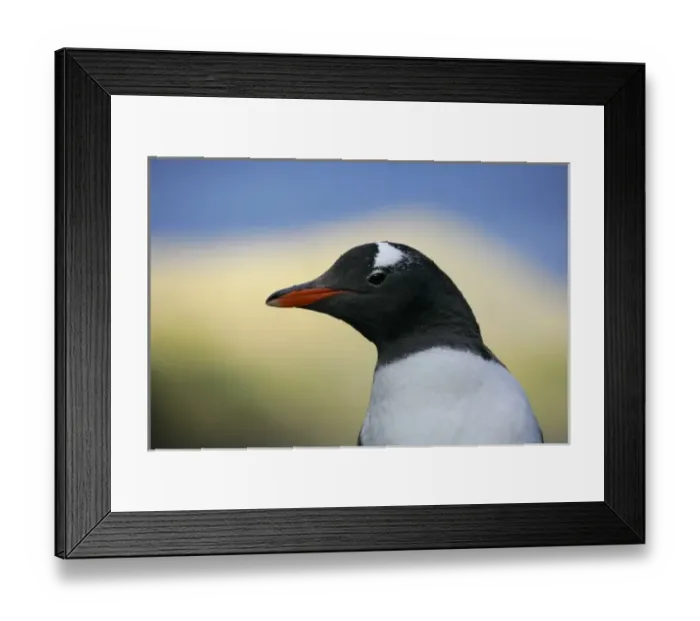 Framed Print : South Atlantic Ocean, South Georgia Island, Stromess Bay. Close-up profile of gentoo penguin