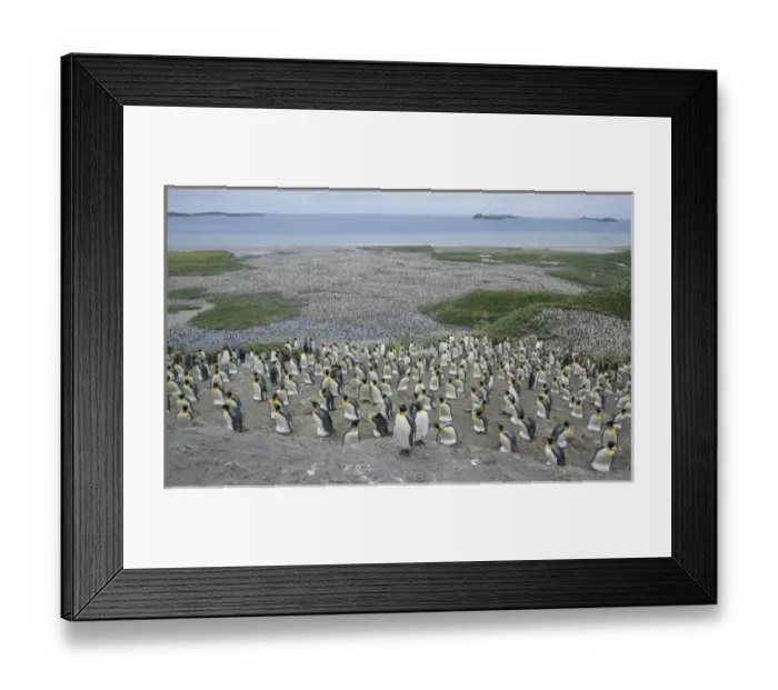 Framed Print : Antarctic, Sub Antarctic Island