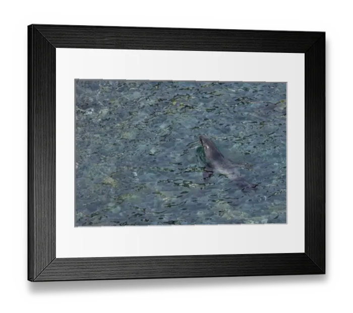 Framed Print : UK Territory, South Georgia Island. Southern fur seal swimming in clear water Framed Print : UK Territory, South Georgia Island. Southern fur seal swimming in clear water