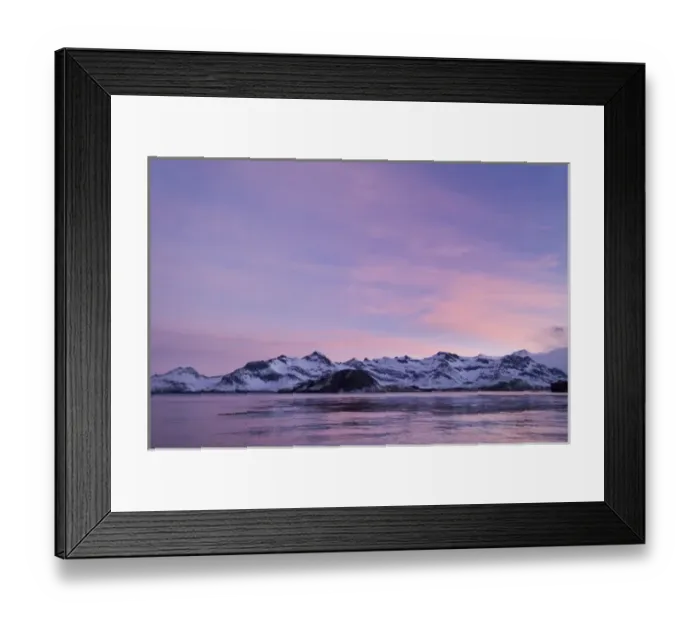 Framed Print : UK Territory, South Georgia Island, Leith Harbor. Sunrise gives pink shade to scenic
