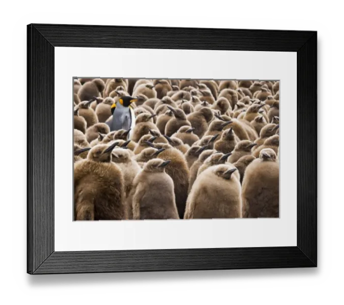 Framed Print : UK Territory, South Georgia Island. Young king penguin chicks in brown coats, otherwise Framed Print : UK Territory, South Georgia Island. Young king penguin chicks in brown coats, otherwise