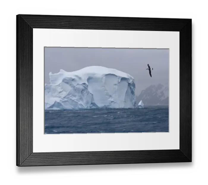 Framed Print : South Atlantic, South Georgia Island. Albatross flies past an iceberg Framed Print : South Atlantic, South Georgia Island. Albatross flies past an iceberg