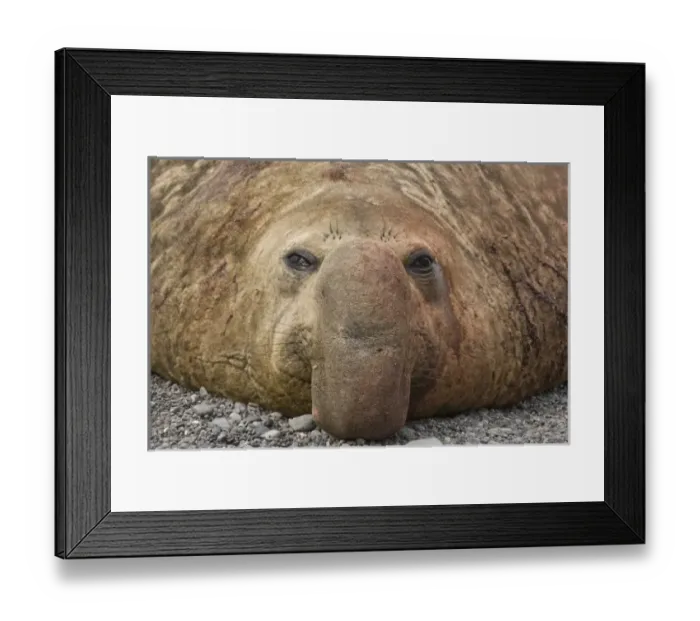 Framed Print : UK Territory, South Georgia Island. Close-up of bull elephant seal