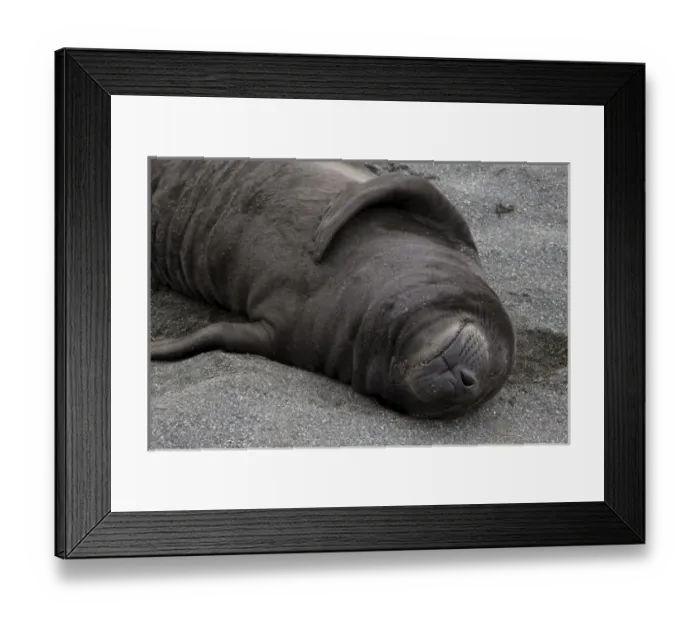 Framed Print : UK Territory, South Georgia Island. Elephant seal pup sleeps on beach