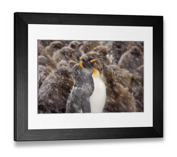 Framed Print : UK Territory, South Georgia Island, Salisbury Plain. Young king penguin begging food Framed Print : UK Territory, South Georgia Island, Salisbury Plain. Young king penguin begging food