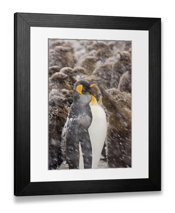Framed Print : UK Territory, South Georgia Island, Salisbury Plain. Young king penguin begging for