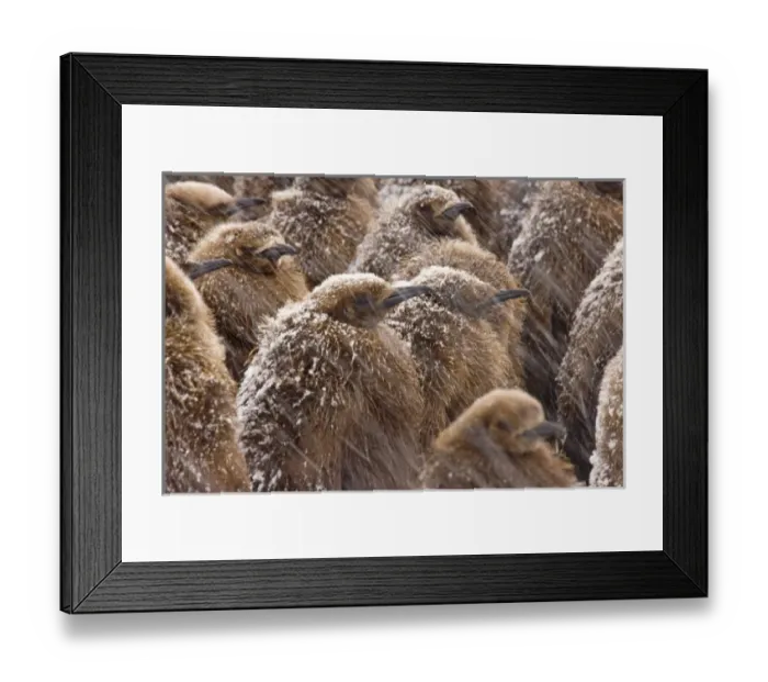 Framed Print : UK Territory, South Georgia Island. Close-up of young king penguin chicks in snowstorm Framed Print : UK Territory, South Georgia Island. Close-up of young king penguin chicks in snowstorm