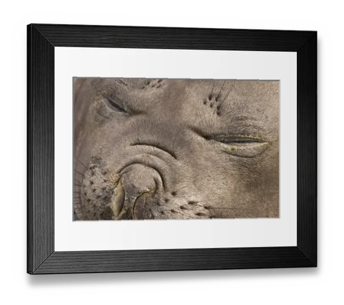 Framed Print : Antarctic, Sub Antarctic Island Framed Print : Antarctic, Sub Antarctic Island