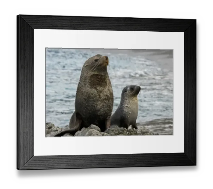 Framed Print : UK Territory, South Georgia Island. Mother fur seal and pup Framed Print : UK Territory, South Georgia Island. Mother fur seal and pup