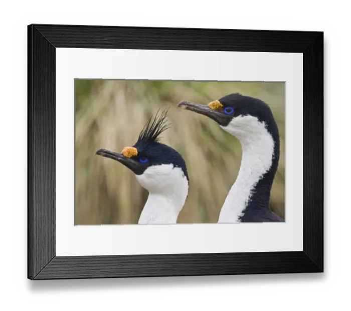 Framed Print : Antarctic, Sub Antarctic Island Framed Print : Antarctic, Sub Antarctic Island