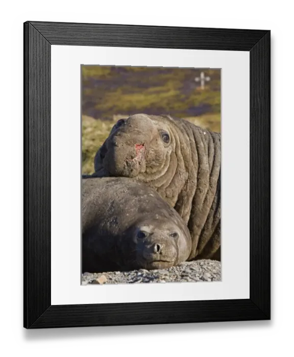 Framed Print : UK Territory, South Georgia Island. Bull elephant seal with harem female, and Norwegian Framed Print : UK Territory, South Georgia Island. Bull elephant seal with harem female, and Norwegian