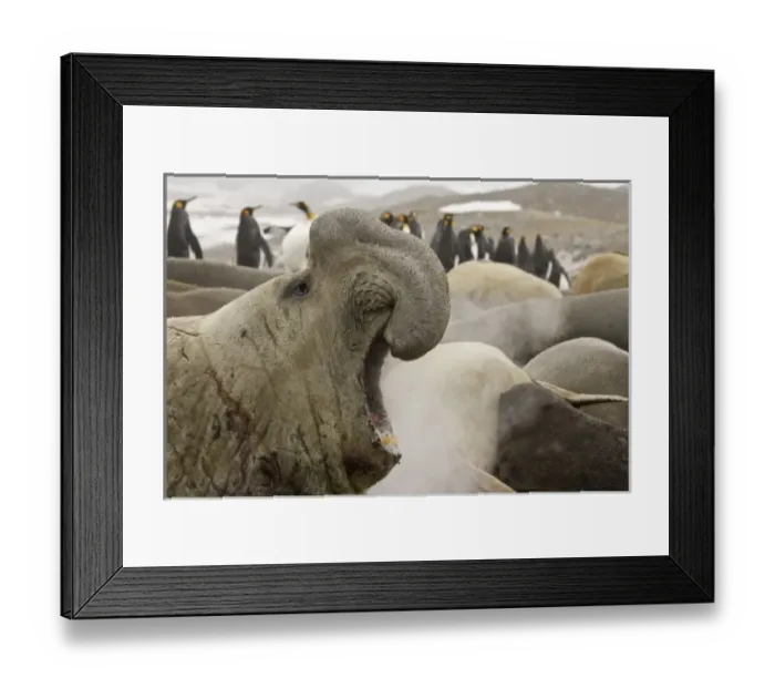 Framed Print : Antarctic, Sub Antarctic Island Framed Print : Antarctic, Sub Antarctic Island