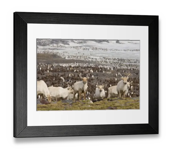 Framed Print : UK Territory, South Georgia Island, St. Andrews Bay. Reindeers on hillside with king Framed Print : UK Territory, South Georgia Island, St. Andrews Bay. Reindeers on hillside with king