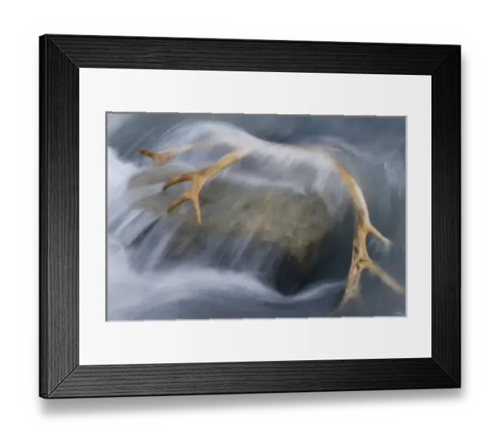 Framed Print : United Kingdom Territory, South Georgia Island, St. Andrews Bay. Close-up of reindeer Framed Print : United Kingdom Territory, South Georgia Island, St. Andrews Bay. Close-up of reindeer