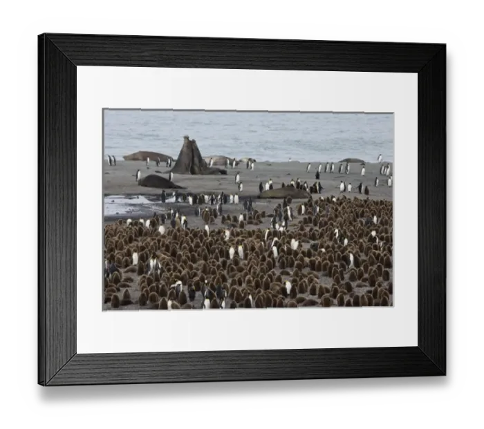 Framed Print : UK Territory, South Georgia Island, St. Andrews Bay. Bull elephant seals fighting Framed Print : UK Territory, South Georgia Island, St. Andrews Bay. Bull elephant seals fighting