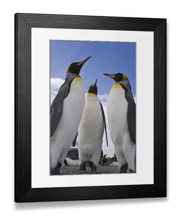 Framed Print : UK Territory, South Georgia Island, St. Andrews Bay. Close-up of three king penguins