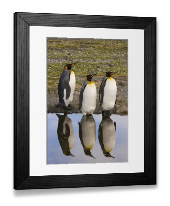 Framed Print : Antarctic, Sub Antarctic Island Framed Print : Antarctic, Sub Antarctic Island