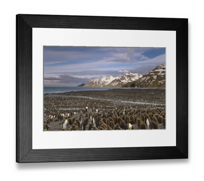 Framed Print : UK Territory, South Georgia Island, St. Andrews Bay. Overview of king penguin colony