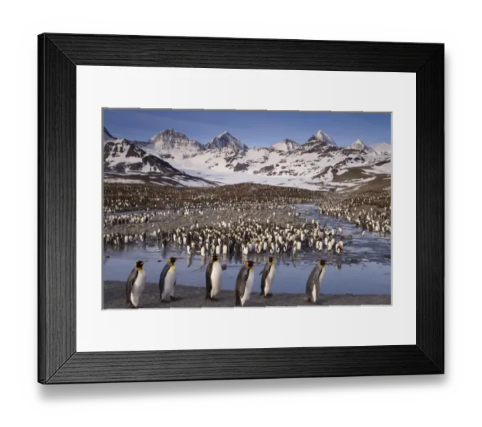 Framed Print : UK Territory, South Georgia Island, St. Andrews Bay. Overview of king penguin colony