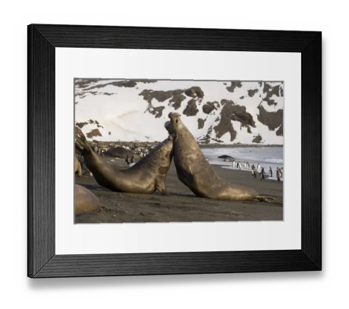 Framed Print : UK Territory, South Georgia Island. Two bull elephant seals fighting for dominance