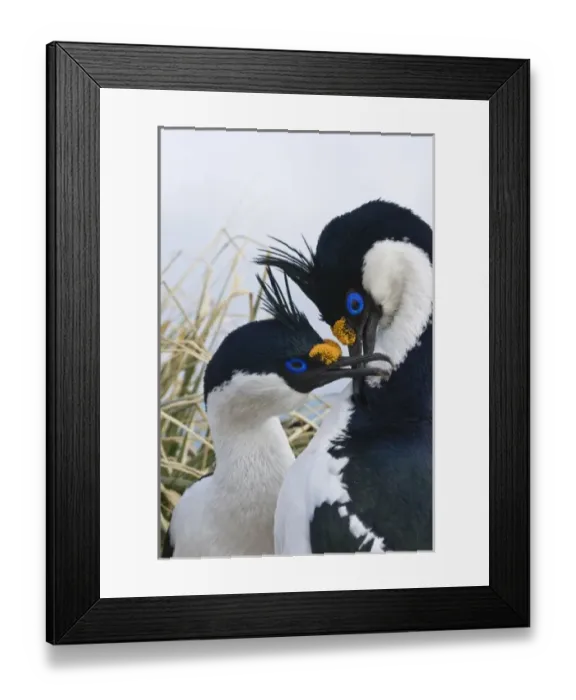 Framed Print : UK Territory, South Georgia Island. Mated pair of blue-eyed cormorants Framed Print : UK Territory, South Georgia Island. Mated pair of blue-eyed cormorants