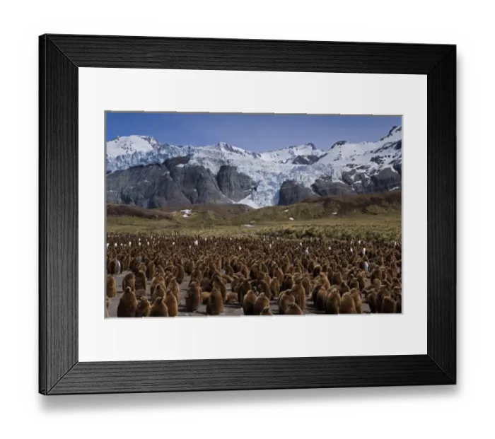 Framed Print : UK Territory, South Georgia Island, Gold Harbor. King penguin colony of adults Framed Print : UK Territory, South Georgia Island, Gold Harbor. King penguin colony of adults