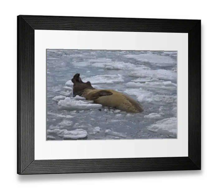 Framed Print : UK Territory, South Georgia Island. Bull elephant seal lolls on its back in icy ocean water