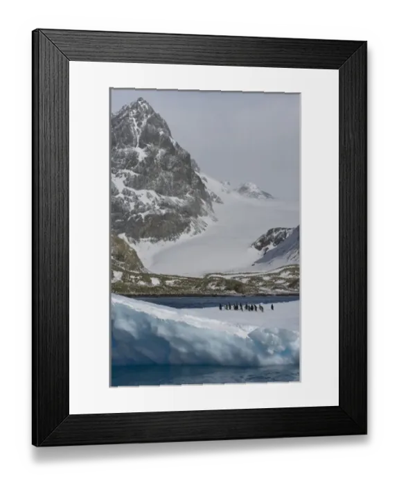 Framed Print : UK Territory, South Georgia Island, Cooper Bay. Gentoo penguins on iceberg Framed Print : UK Territory, South Georgia Island, Cooper Bay. Gentoo penguins on iceberg