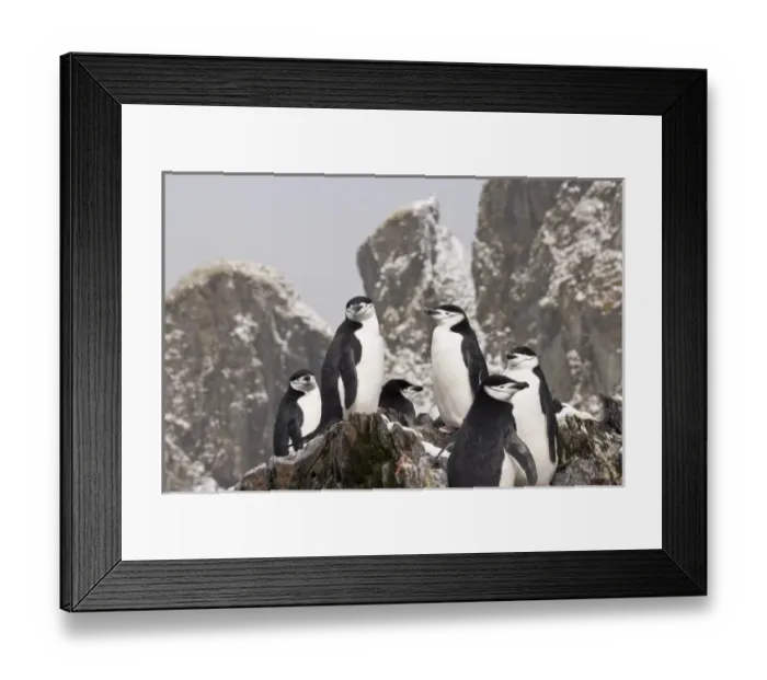 Framed Print : UK Territory, South Georgia Island, Cooper Bay. Chinstrap penguins on rocky ridge Framed Print : UK Territory, South Georgia Island, Cooper Bay. Chinstrap penguins on rocky ridge