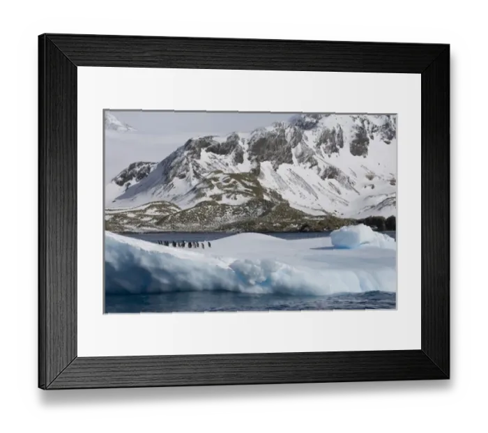 Framed Print : UK Territory, South Georgia Island, Cooper Bay. Gentoo penguins on iceberg Framed Print : UK Territory, South Georgia Island, Cooper Bay. Gentoo penguins on iceberg