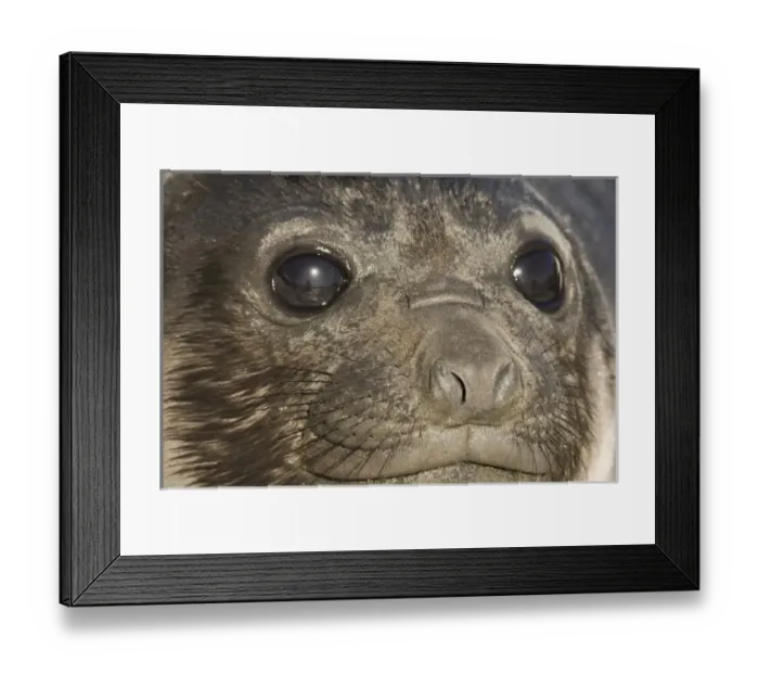 Framed Print : Antarctic, Sub Antarctic Island