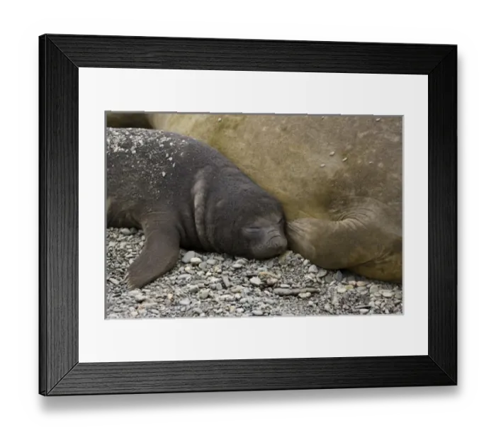 Framed Print : Antarctic, Sub Antarctic Island