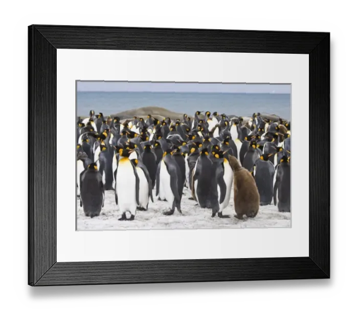 Framed Print : Antarctic, Sub Antarctic Island