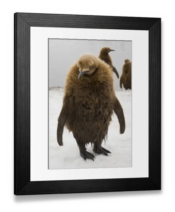 Framed Print : UK Territory, South Georgia Island. Close-up of dripping king penguin chick Framed Print : UK Territory, South Georgia Island. Close-up of dripping king penguin chick