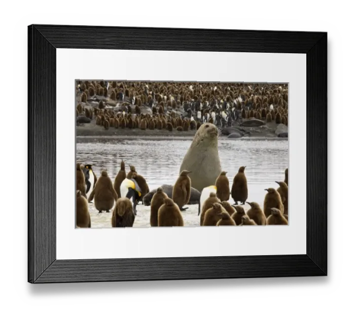 Framed Print : UK Territory, South Georgia Island, St. Andrews Bay. Bull elephant seal looms over Framed Print : UK Territory, South Georgia Island, St. Andrews Bay. Bull elephant seal looms over