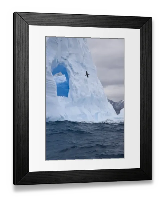Framed Print : South Atlantic, South Georgia Island. Albatross flies past an iceberg Framed Print : South Atlantic, South Georgia Island. Albatross flies past an iceberg