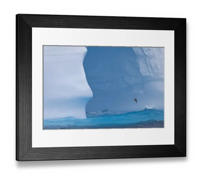 Framed Print : South Atlantic, South Georgia Island. Albatross flies past an iceberg Framed Print : South Atlantic, South Georgia Island. Albatross flies past an iceberg
