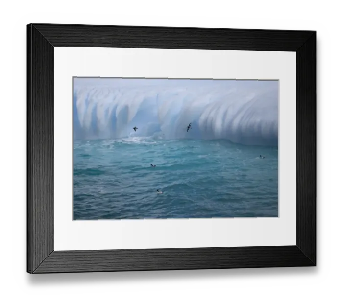 Framed Print : South Atlantic, South Georgia Island. Cape petrels near a smooth-ended iceberg Framed Print : South Atlantic, South Georgia Island. Cape petrels near a smooth-ended iceberg