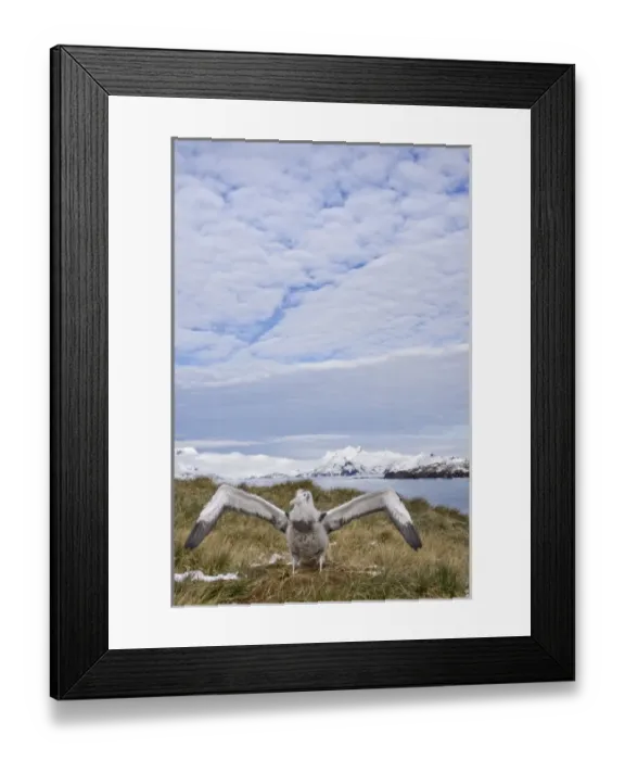 Framed Print : UK Territory, South Georgia Island, Prion Island. Wandering albatross chick flapping Framed Print : UK Territory, South Georgia Island, Prion Island. Wandering albatross chick flapping
