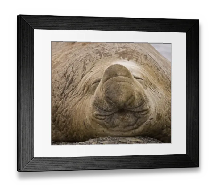Framed Print : Antarctic, Sub Antarctic Island Framed Print : Antarctic, Sub Antarctic Island