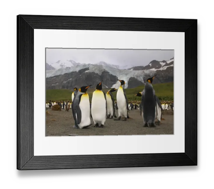 Framed Print : King penguins at breeding colony, Gold Harbor, South Georgia Island, Scotia Sea Framed Print : King penguins at breeding colony, Gold Harbor, South Georgia Island, Scotia Sea