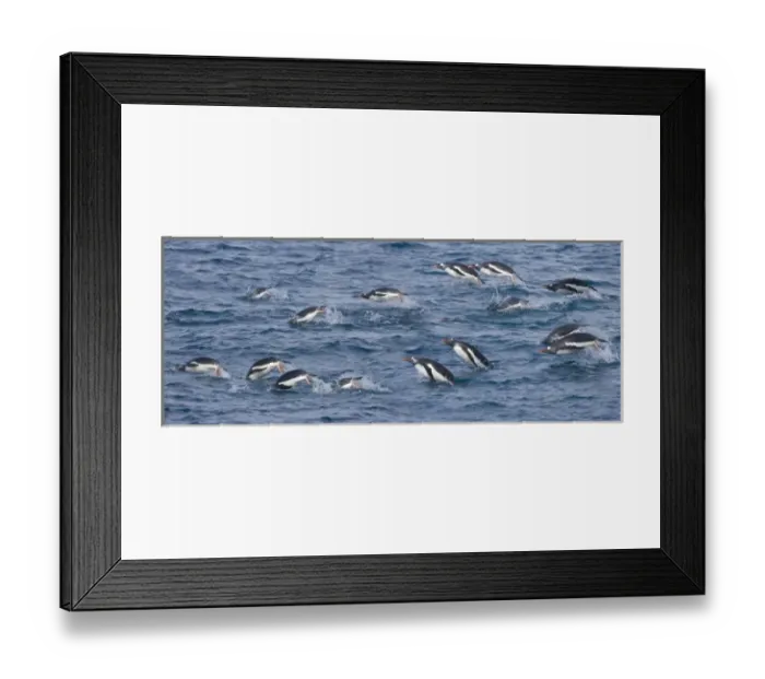 Framed Print : UK Territory, South Georgia Island. Gentoo penguins leap through water while feeding Framed Print : UK Territory, South Georgia Island. Gentoo penguins leap through water while feeding