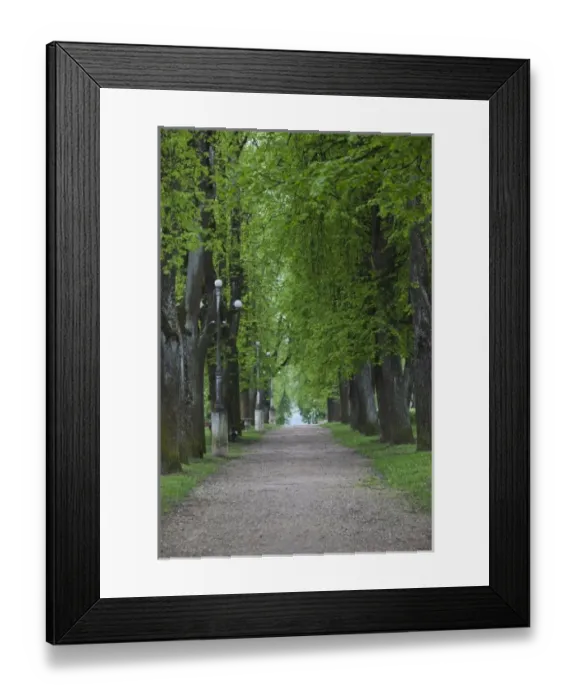 Framed Print : Estonia, Southeastern Estonia, Voru, Kateriina allee, tree-lined path Framed Print : Estonia, Southeastern Estonia, Voru, Kateriina allee, tree-lined path