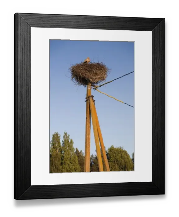 Framed Print : Estonia, Southwestern Estonia, Vorts Jarv lake area, Suislepa, stork nest, common Framed Print : Estonia, Southwestern Estonia, Vorts Jarv lake area, Suislepa, stork nest, common